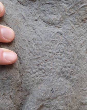 Dinosaur footprints found near Hastings. Photo courtesy of SWNS.com. SUS-181217-132548001