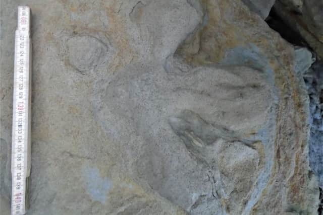 Dinosaur footprints found near Hastings. Photo courtesy of SWNS.com. SUS-181217-132536001