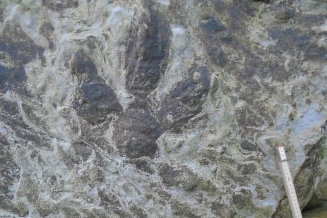 Dinosaur footprints found near Hastings. Photo courtesy of SWNS.com. SUS-181217-132600001