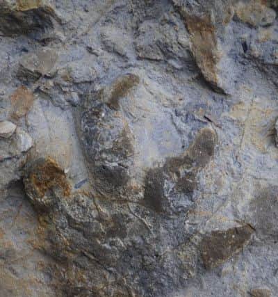 Dinosaur footprints found near Hastings. Photo courtesy of SWNS.com. SUS-181217-132624001
