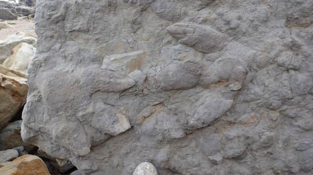 Dinosaur footprints found near Hastings. Photo courtesy of SWNS.com. SUS-181217-132646001