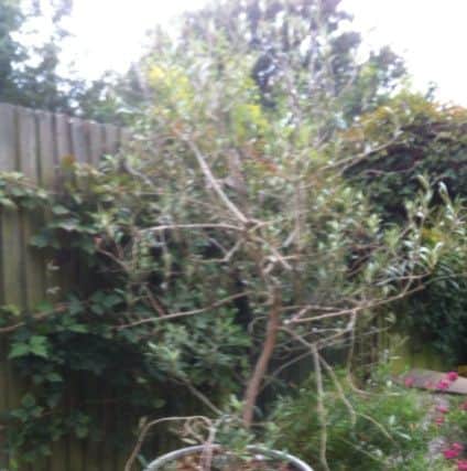 The olive tree which was taken from Peter Groves' garden contains his son's ashes. Picture: Poppy Groves
