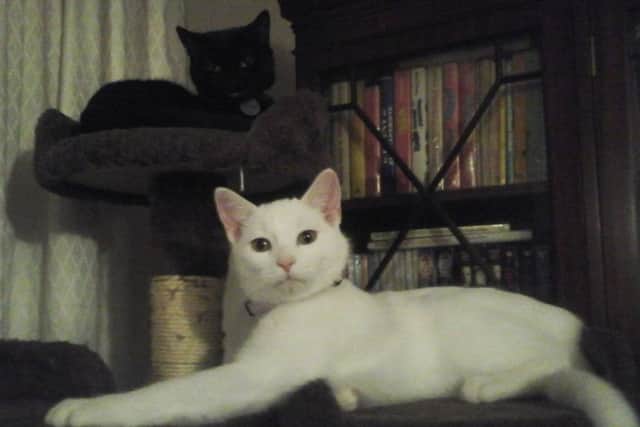Gypsy (front) and Lucky