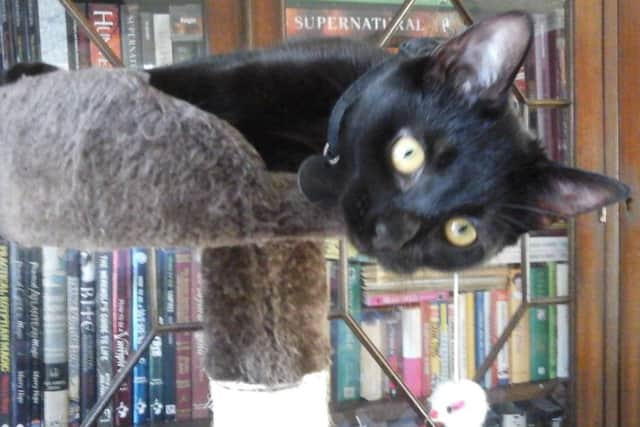 Lucky the 'guide cat' senses when her owner is going to have a seizure
