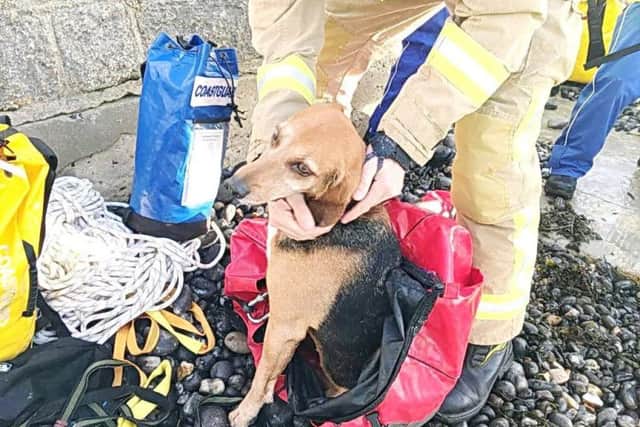 A lucky Scarlet was rescued by the Coastguard teams
