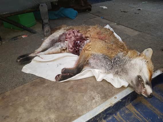A disemboweled fox was discovered in the Horsham district. Picture: West Sussex Hunt Saboteurs