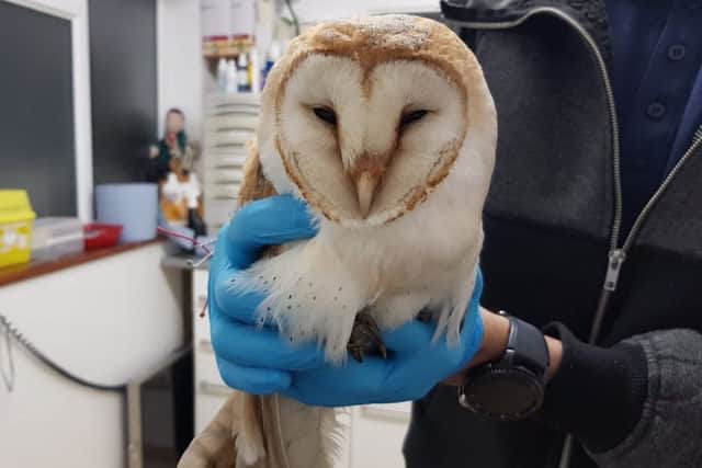 Barn owl found by Sussex Police SUS-190201-090129001