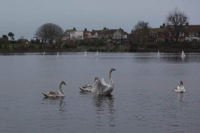 The Decoy Pond cygnets released at Princes Park SUS-190201-090059001