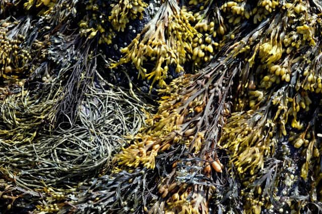 Seaweed, an 'untapped natural resource'