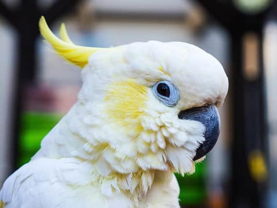 A blue-eyed cockatoo, like the one pictured above, was left behind at Brighton Travelodge (Photograph: Pixabay)