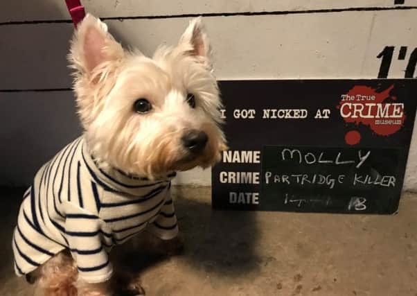 Dress Up Your Dog Day at The True Crime Museum, Hastings. SUS-180115-171006001