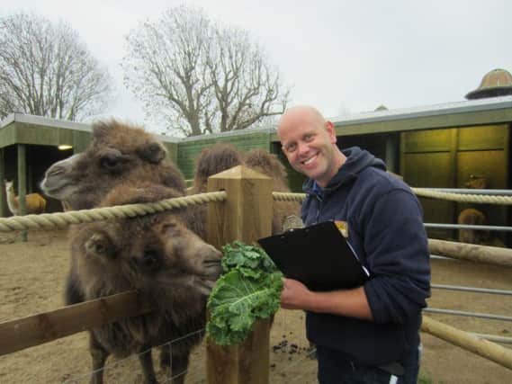 Animal manager Mark Kenward counting the camels at Drusillas Park, near Alfriston