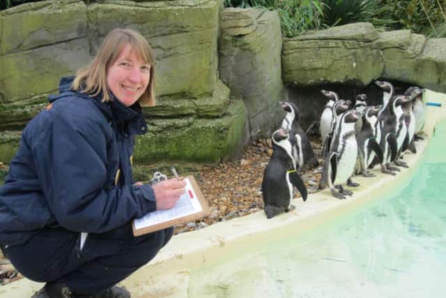 Business manager Sue Woodgate with the penguins at Drusillas Park
