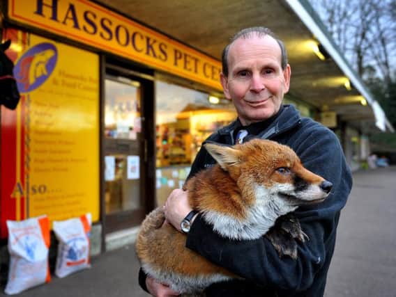 Steve Edgington with Lobo, a fox he rescued using his Land Rover Freelander. Photo by Steve Robards