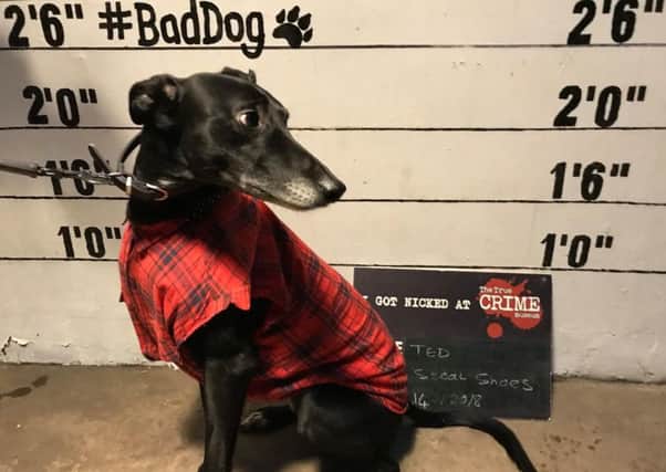 Dress Up Your Dog Day at The True Crime Museum, Hastings. SUS-180115-171036001