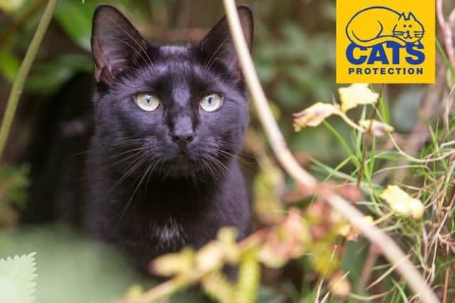 Cats Protection believes neutering is an essential part of responsible cat ownership