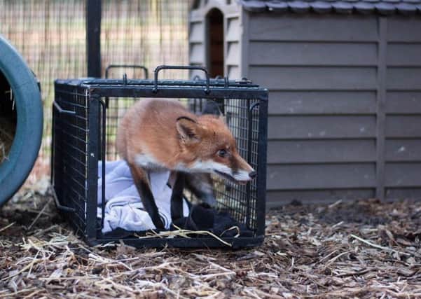Fox with amputated rear leg being released into an outside pen SUS-190901-092625001