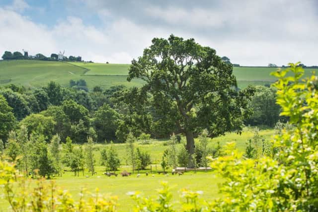 The meadow in Clayton Wood