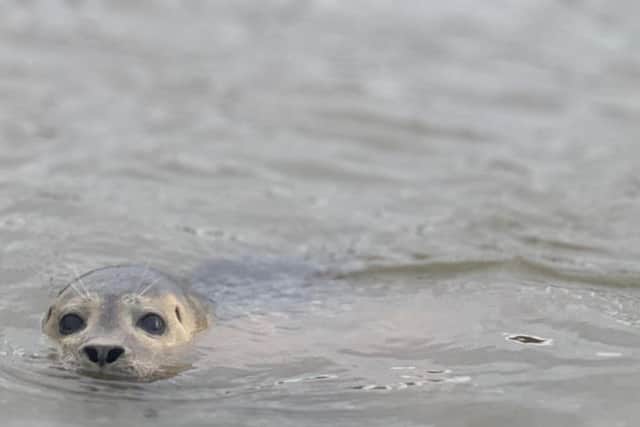 The seal was spotted in the River Arun