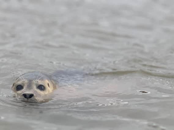 The seal was spotted in the River Arun