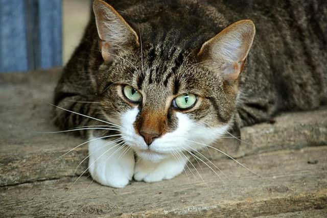 Firefighters were called to rescue a cat in Brighton - but it turned out it didn't need their help
