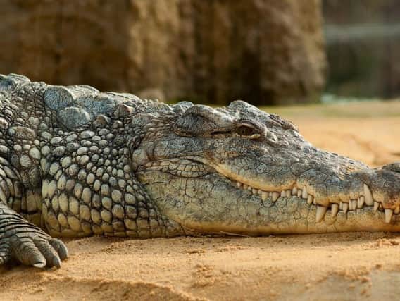 Family's search for long lost pet crocodile