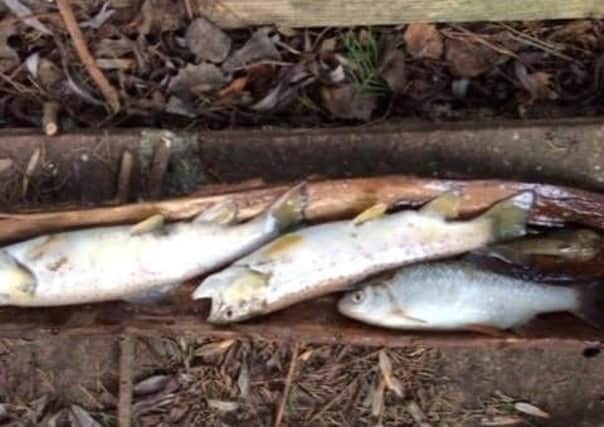 Around 1,000 fish were found dead in a stream at Ashington SUS-190115-112355001