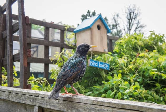 RSPB Big Birdwatch, picture by Eleanor Bentall