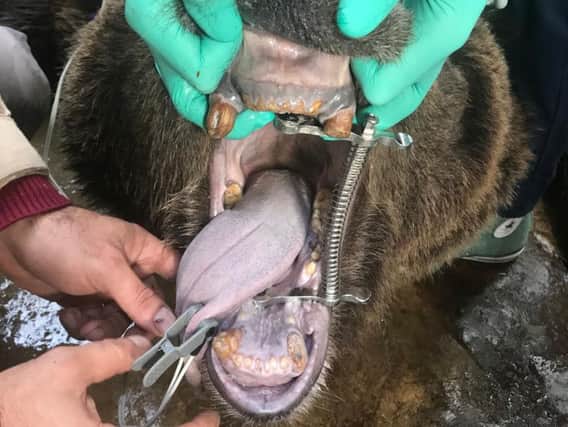 Some of the damage done to a bears teeth