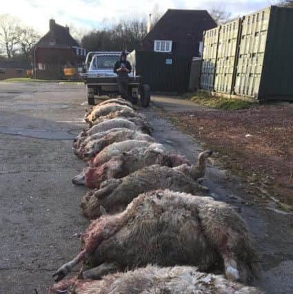 Scores of pregnant sheep were attacked by dogs at Hillsdown Farm in Horsted Keynes. 
Picture: Gala Bailey-Barker