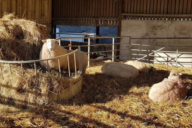 Sheep at Hillsdown Farm in Horsted Keynes. Picture: Gala Bailey-Barker