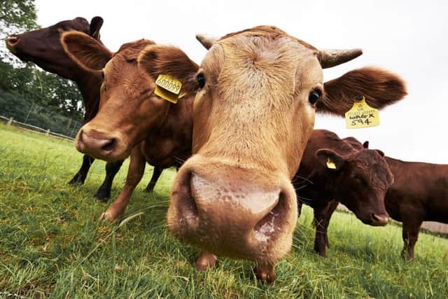Nine cows were involved in the incident