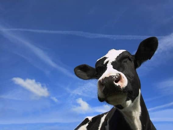 A cow sighted on the A27 is causing delays
