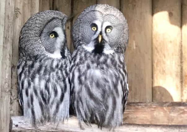 Grey Owl SUS-190122-125644001