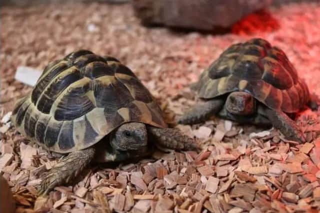 Fergie, a two-year-old Hermanns tortoise, was taken from his pen at Blackberry Farm Park in Whitesmith, near Lewes, on Saturday, September 8. Picture supplied by Sussex Police