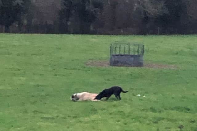 Police are searching for the owner of a labrador dog that attacked a sheep near Horsham SUS-190123-143115001