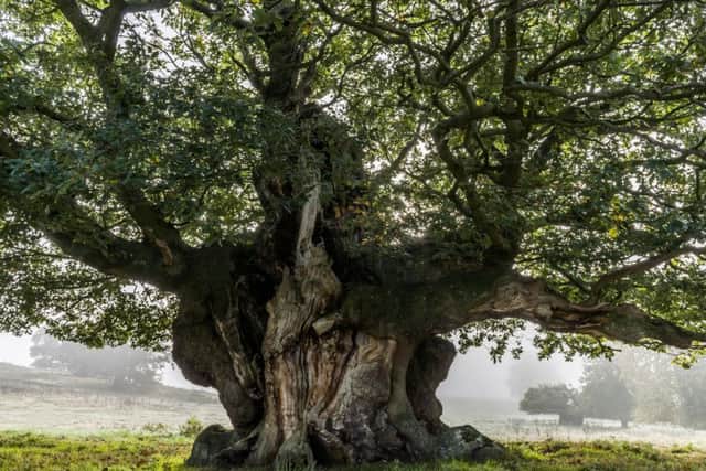 An exhibition of award-winning photographs of the nations favourite trees will be launched on 31st January amongst the oaks at Wakehurst in Ardingly, West Sussex before touring the UK throughout 2019. q.139a