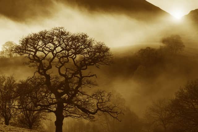 An exhibition of award-winning photographs of the nations favourite trees will be launched on 31st January amongst the oaks at Wakehurst in Ardingly, West Sussex before touring the UK throughout 2019.