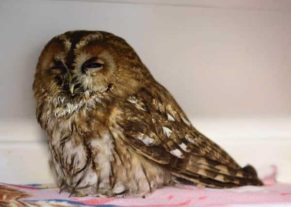 Barcombe tawny owl SUS-190130-104601001