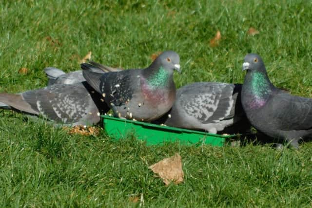 Released pigeons SUS-190130-104550001