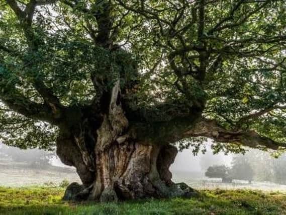 Ancient Sessile Oak, Cowdray Park, West Sussex,