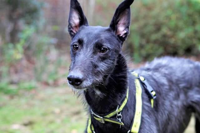Dogs Trust Shoreham dog of the week Ace is looking for a home