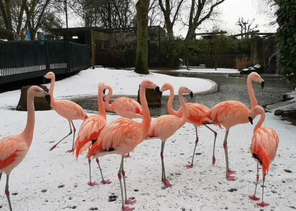 Flamingos Enjoying a light flurry of snow at Drusillas Park