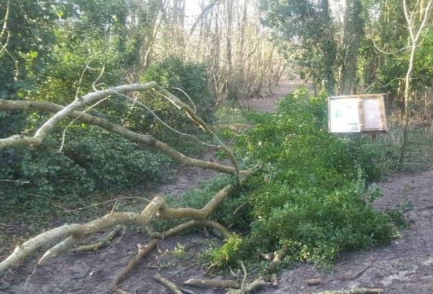 A Steyning Downland Scheme information board was damaged when one large ash tree fell. Picture: John Burgess