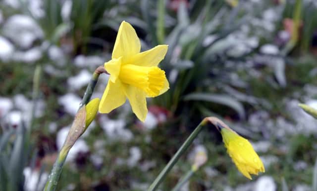 Early daffodils. (ks190054-3)