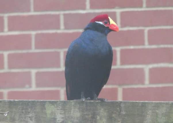This bird, which appears to be a violet turaco, was spotted in Tangmere.
