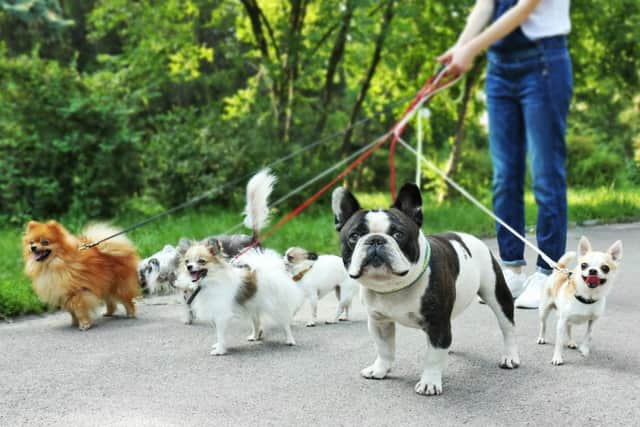 Join in with the fundraising dog walk in Worthing