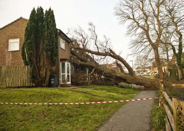 The large oak tree fell into two properties in Haywards Heath. Photo by Eddie Howland