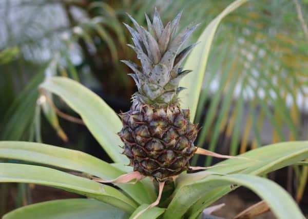 Pineapple ripening in Arundel Castle's tropica lglasshouse SUS-190213-114747001