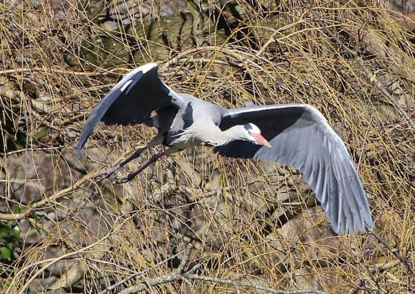 Heron on the wing in Hampden Park, by Norman Brown. Taken on a Canon 6D camera.